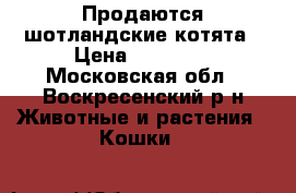 Продаются шотландские котята › Цена ­ 15 000 - Московская обл., Воскресенский р-н Животные и растения » Кошки   